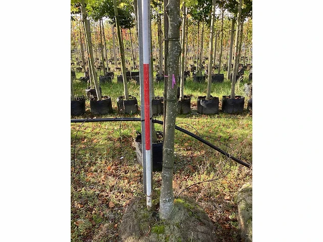 Winterlinde - laanbomen (3x) - afbeelding 3 van  4