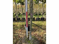 Winterlinde - laanbomen (3x) - afbeelding 3 van  4