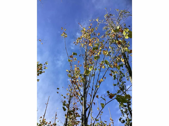 Winterlinde - laanbomen (3x) - afbeelding 4 van  4