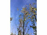 Winterlinde - laanbomen (3x) - afbeelding 4 van  4