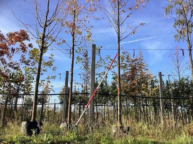 Winterlinde - laanboom (2x) - afbeelding 1 van  3