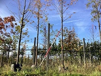 Winterlinde - laanboom (2x)