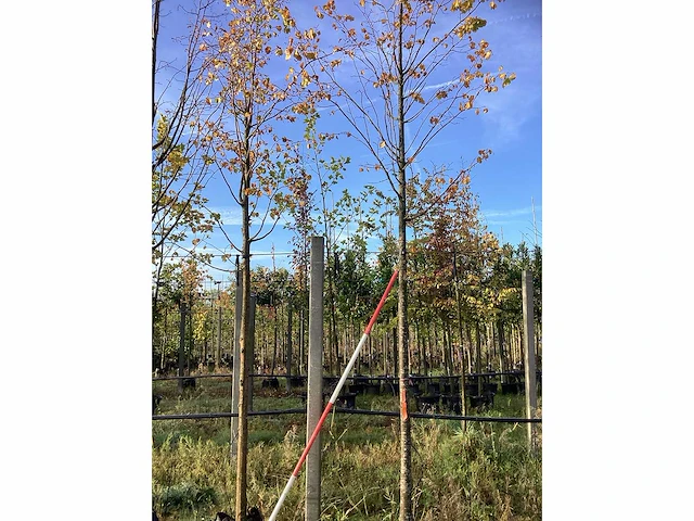 Winterlinde - laanboom (2x) - afbeelding 2 van  3
