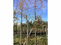 Winterlinde - laanboom (2x) - afbeelding 2 van  3