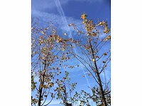Winterlinde - laanboom (2x) - afbeelding 3 van  3