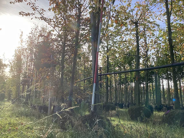 Winterlinde - laanboom - afbeelding 1 van  3