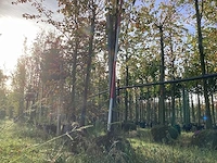 Winterlinde - laanboom - afbeelding 1 van  3