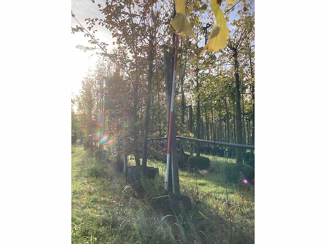 Winterlinde - laanboom - afbeelding 2 van  3