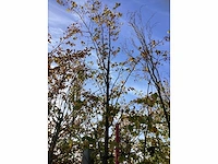 Winterlinde - laanboom - afbeelding 3 van  3