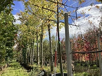 Winterlinde - leibomen - afbeelding 1 van  4