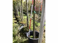 Winterlinde - leibomen - afbeelding 3 van  4