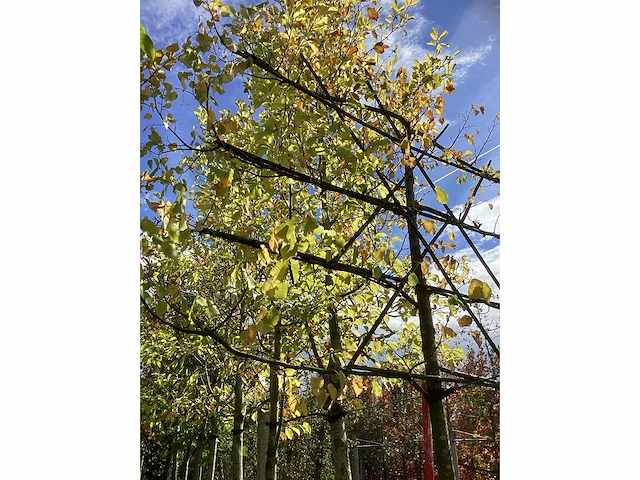 Winterlinde - leibomen - afbeelding 4 van  4