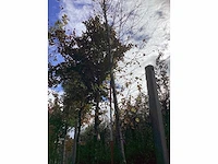 Winterlinde - parkbomen - afbeelding 2 van  4