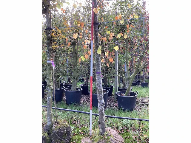 Winterlinde - parkbomen - afbeelding 3 van  4