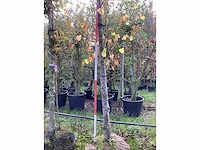 Winterlinde - parkbomen - afbeelding 3 van  4
