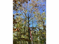 Winterlinde - parkboom - afbeelding 3 van  4