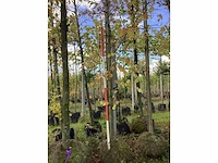 Winterlinde - sierboom - afbeelding 2 van  4