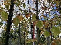 Winterlinde - sierboom - afbeelding 4 van  4