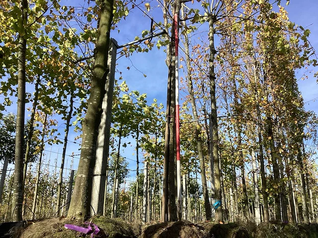Winterlinde - sierboom - afbeelding 1 van  3