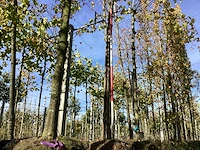 Winterlinde - sierboom - afbeelding 1 van  3