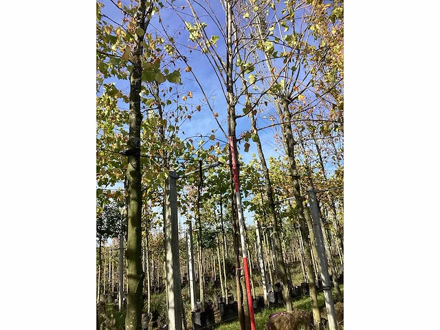 Winterlinde - sierboom - afbeelding 2 van  3