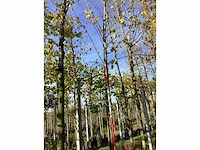 Winterlinde - sierboom - afbeelding 2 van  3
