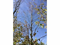 Winterlinde - sierboom - afbeelding 3 van  3