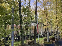 Winterlinde - sierboom - afbeelding 1 van  4