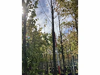 Winterlinde - sierboom - afbeelding 2 van  4