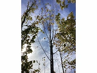 Winterlinde - sierboom - afbeelding 3 van  4