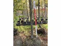 Winterlinde - sierboom - afbeelding 4 van  4