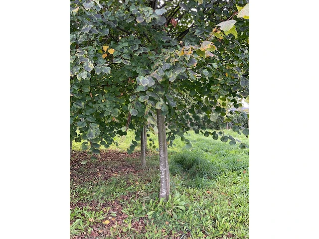 Winterlinde (2x) - afbeelding 7 van  7
