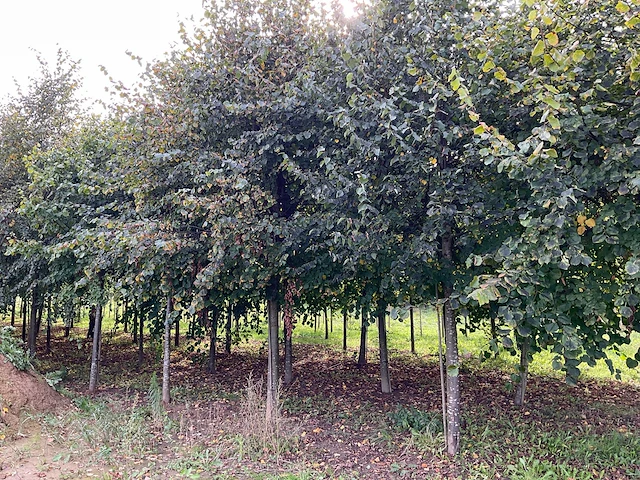 Winterlinde (4x) - afbeelding 1 van  7