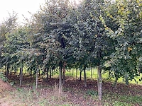 Winterlinde (4x) - afbeelding 1 van  7