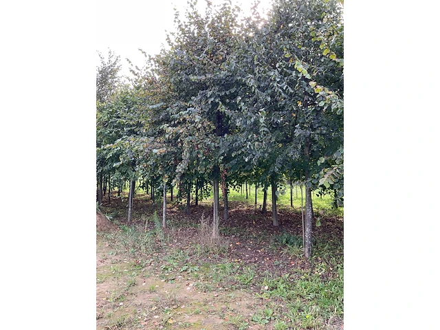 Winterlinde (4x) - afbeelding 2 van  7