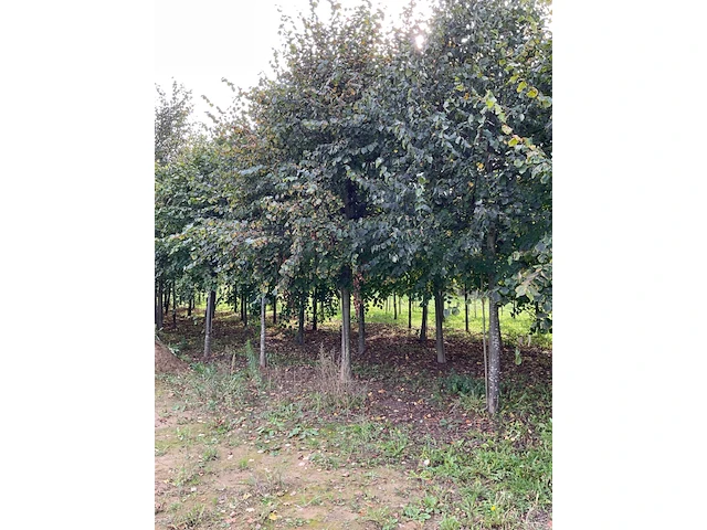 Winterlinde (4x) - afbeelding 3 van  7