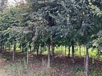 Winterlinde (4x) - afbeelding 3 van  7