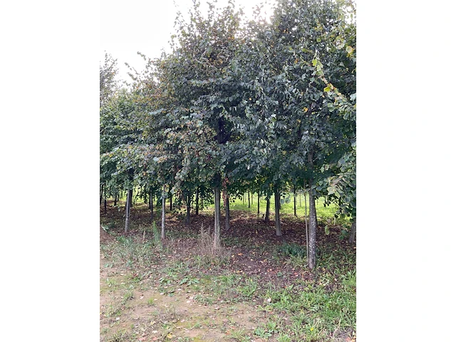 Winterlinde (4x) - afbeelding 4 van  7