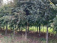 Winterlinde (4x) - afbeelding 4 van  7
