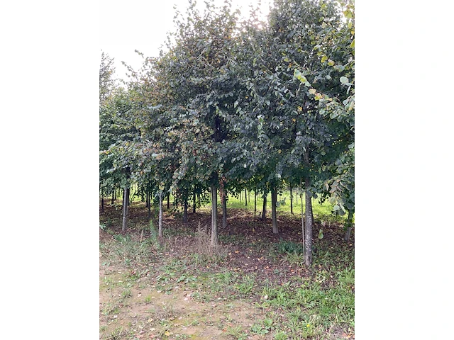 Winterlinde (4x) - afbeelding 5 van  7