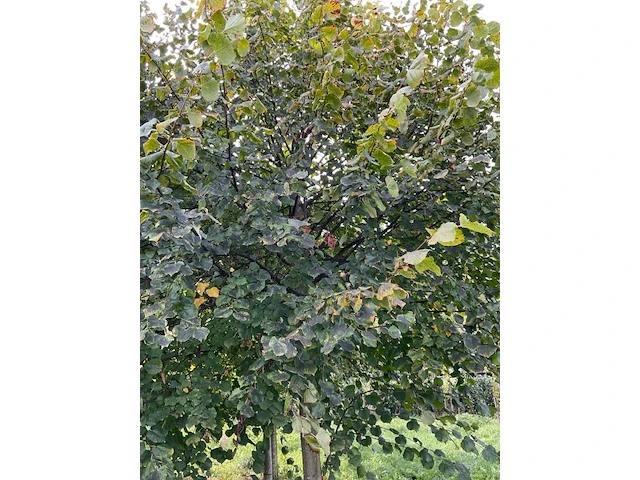 Winterlinde (4x) - afbeelding 6 van  7