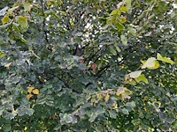 Winterlinde (4x) - afbeelding 6 van  7