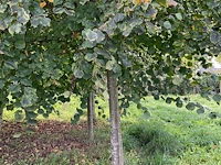 Winterlinde (4x) - afbeelding 7 van  7