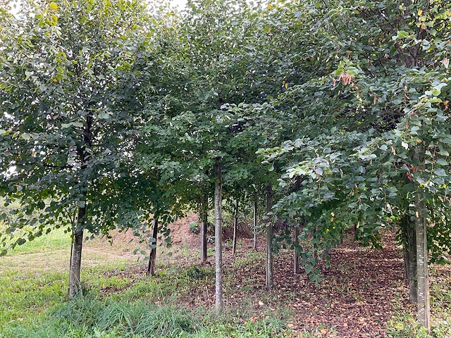 Winterlinde (4x) - afbeelding 1 van  5