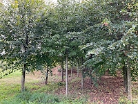 Winterlinde (4x) - afbeelding 1 van  5