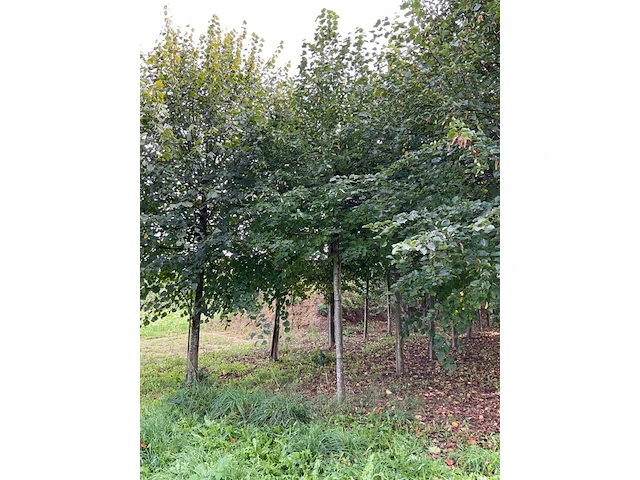 Winterlinde (4x) - afbeelding 2 van  5