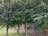 Winterlinde (4x) - afbeelding 2 van  5