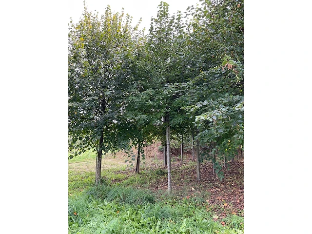 Winterlinde (4x) - afbeelding 3 van  5