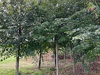 Winterlinde (4x) - afbeelding 3 van  5