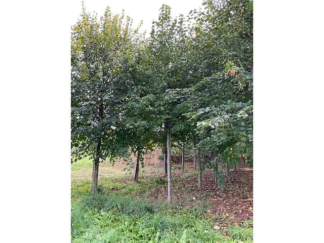Winterlinde (4x) - afbeelding 4 van  5